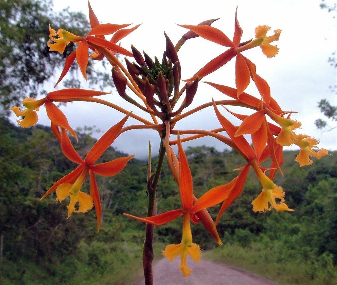 Epidendrum macrocarpum flower