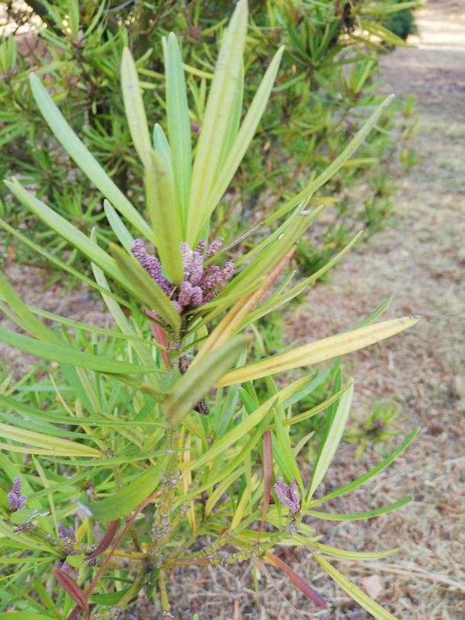 Podocarpus novae-caledoniae fruit