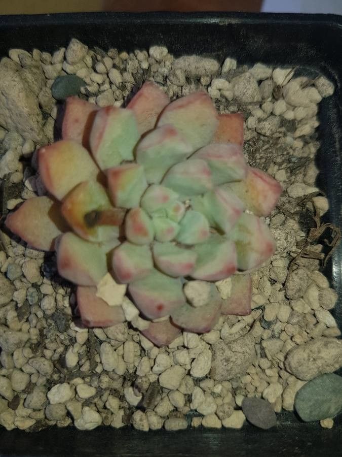 Echeveria minima leaf