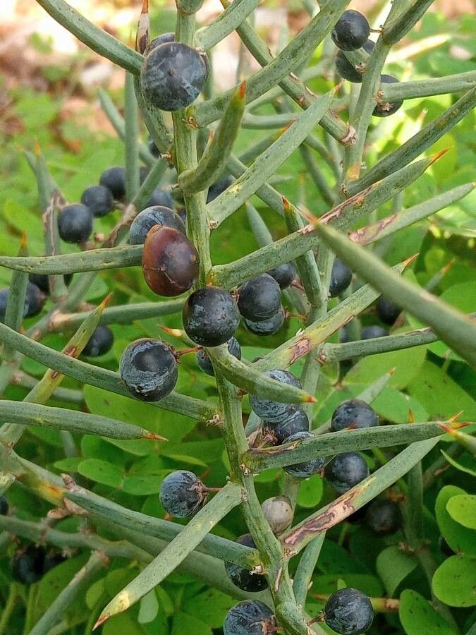 Asparagus stipularis fruit