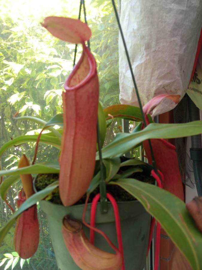Nepenthes spp. fruit
