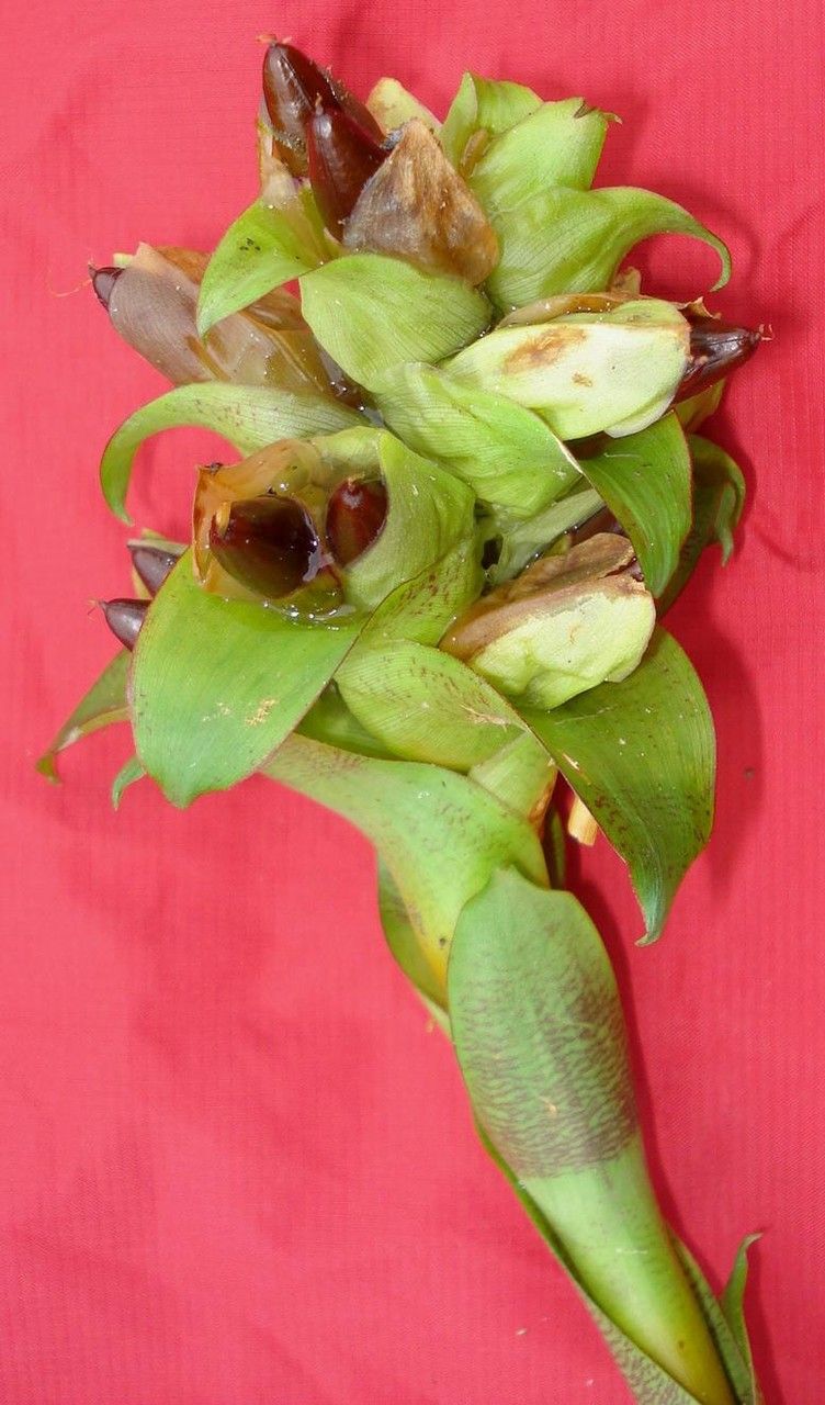 Werauhia hygrometrica — related species from the same genus