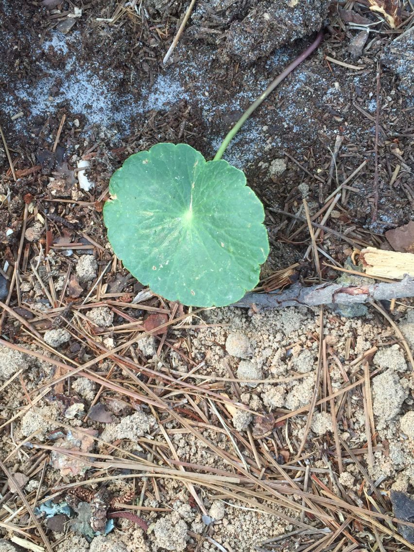 Hydrocotyle incrassata habit