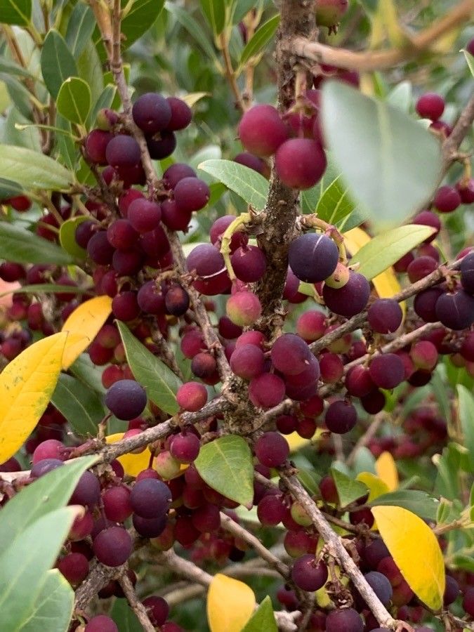 Phillyrea media fruit