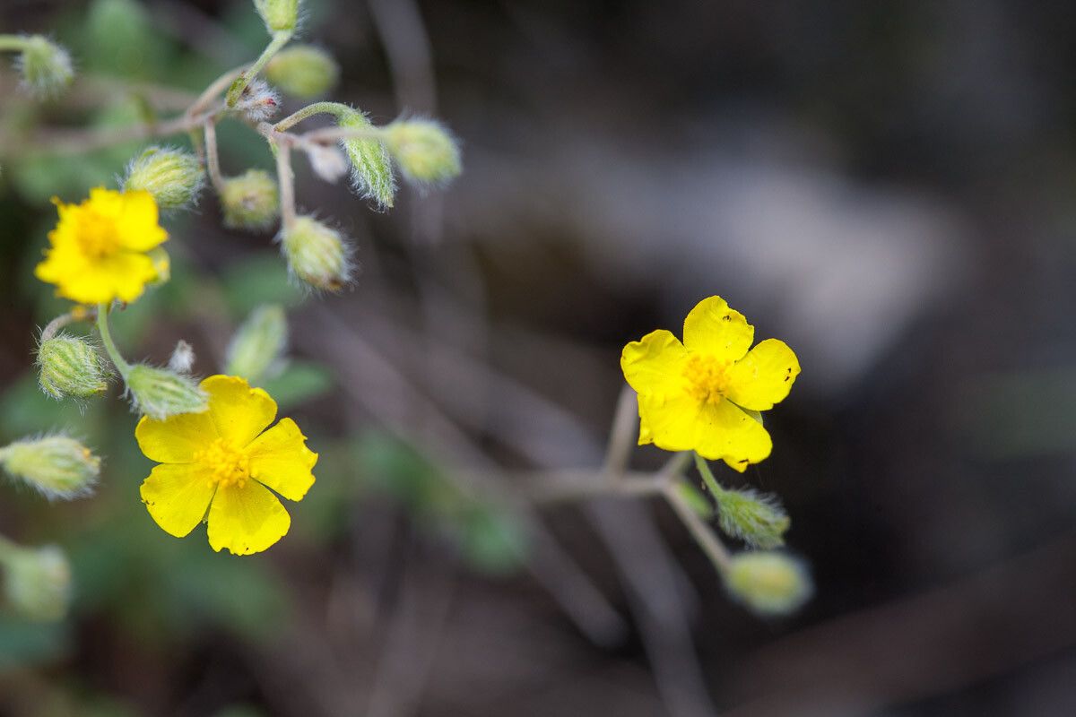 Helianthemum canum flower