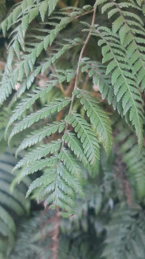 Pteris tremula leaf