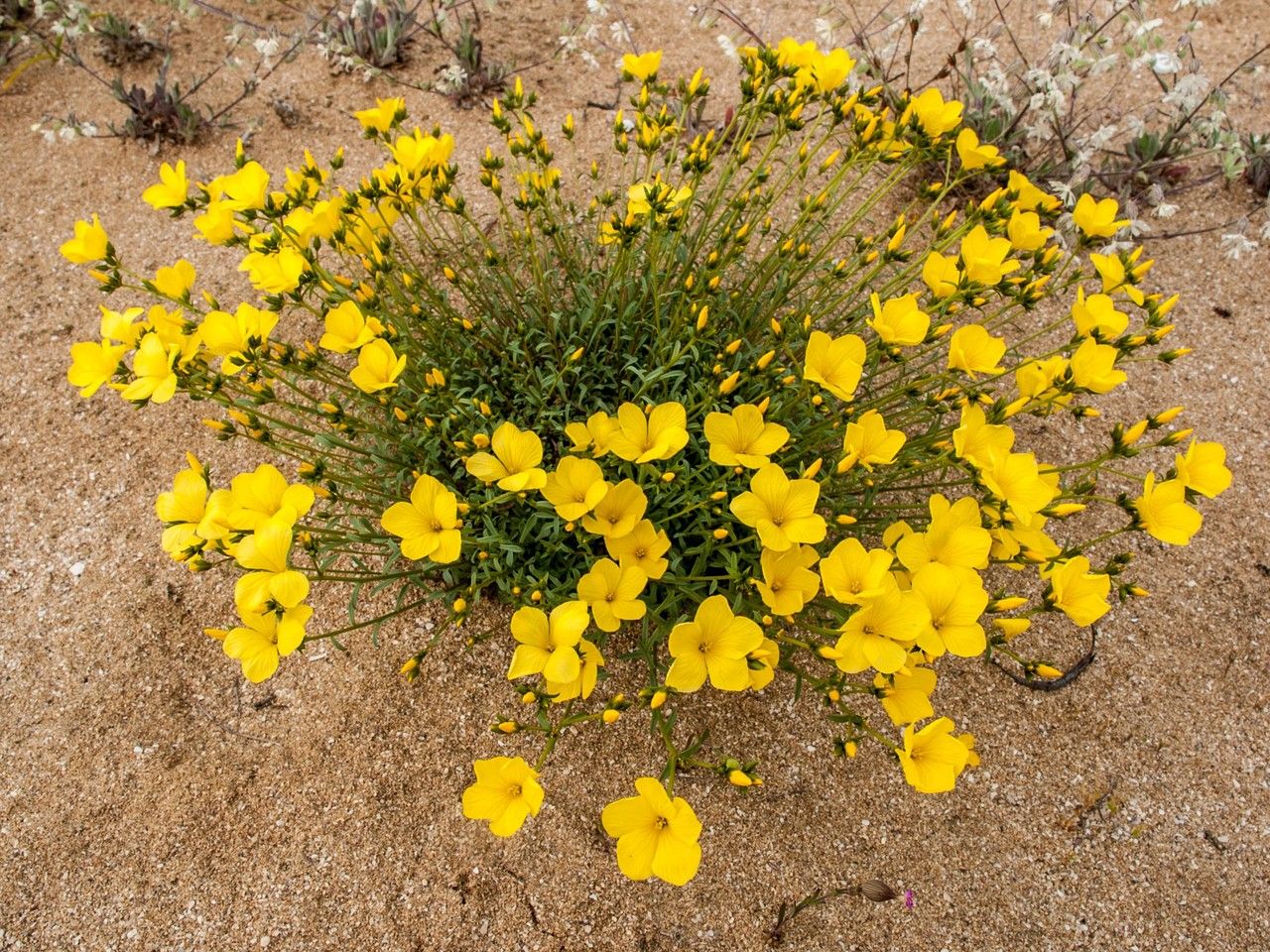 Linum tauricum habit
