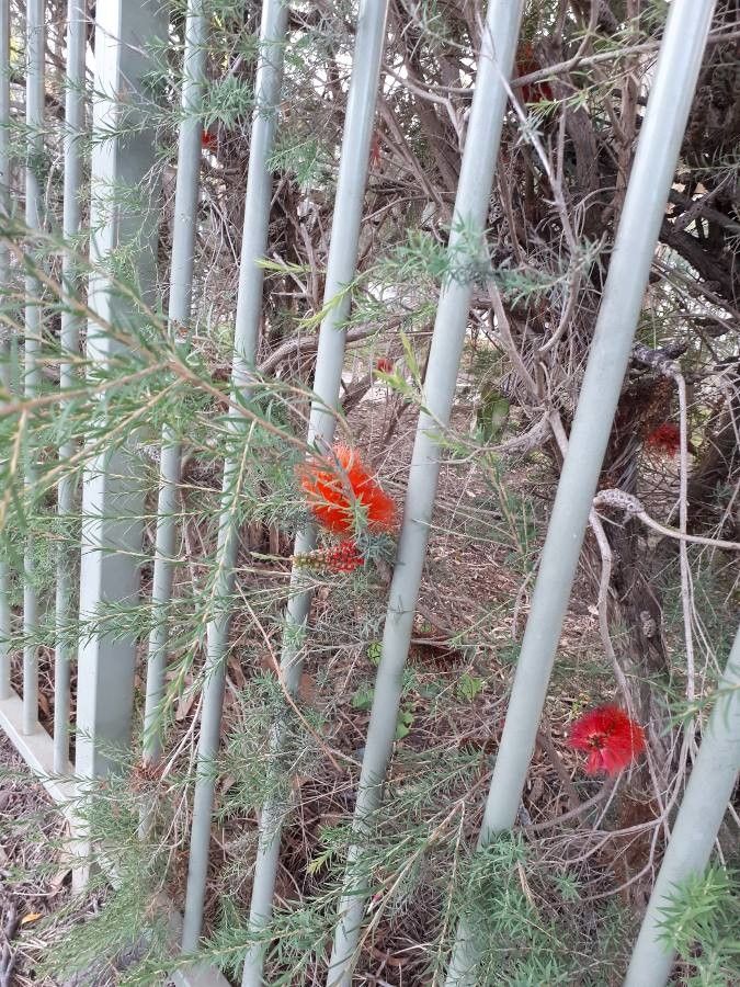 Callistemon brachyandrus