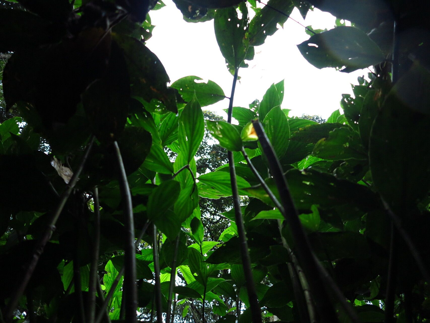 Costus maboumiensis leaf
