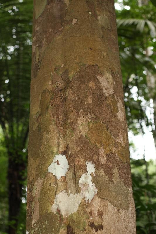 Bonafousia macrocalyx bark