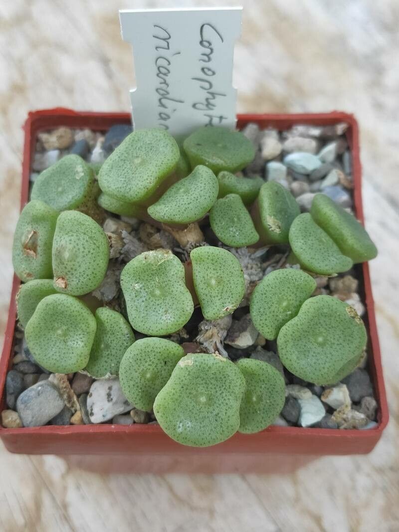 Conophytum ricardianum leaf