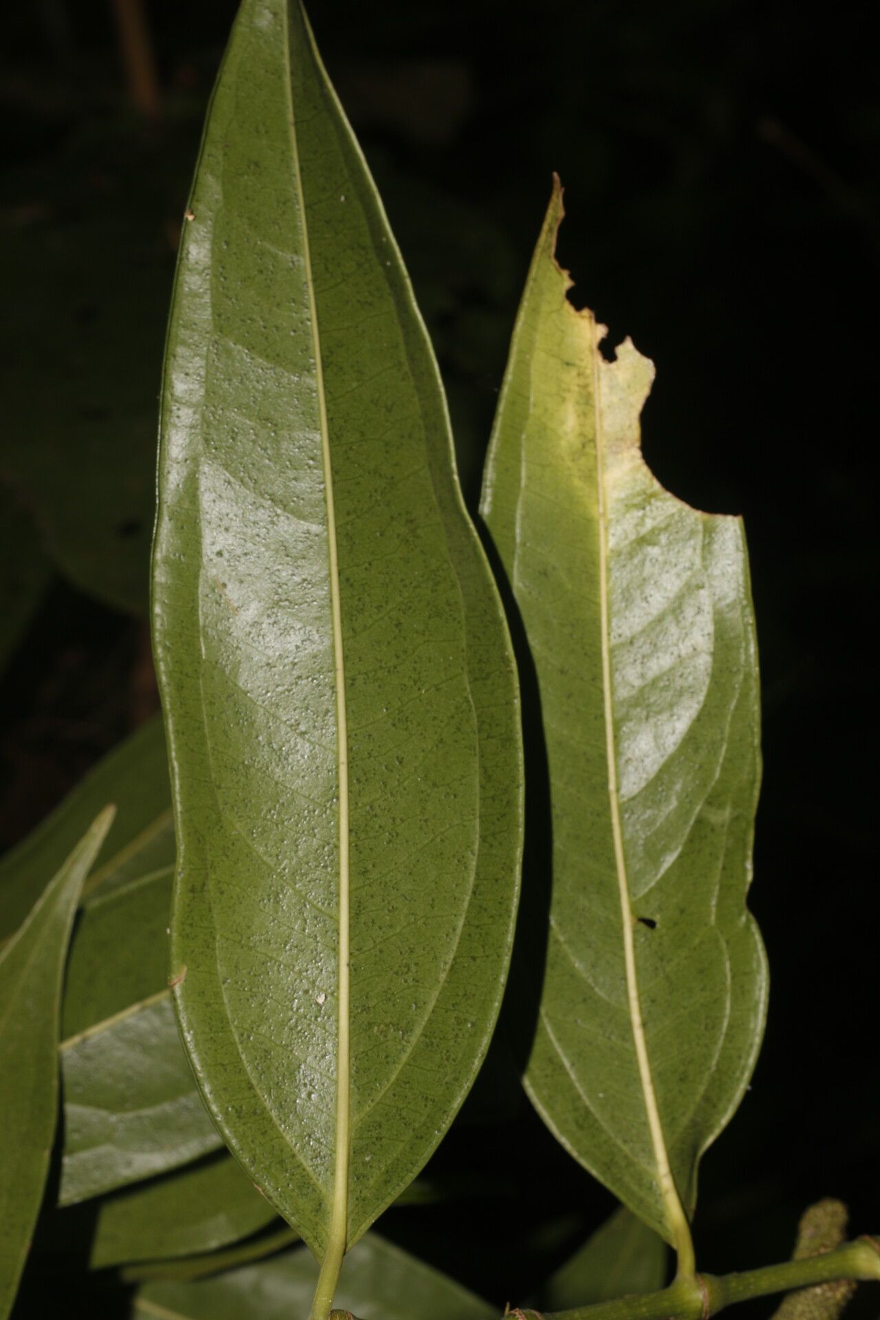 Piper trinervium leaf