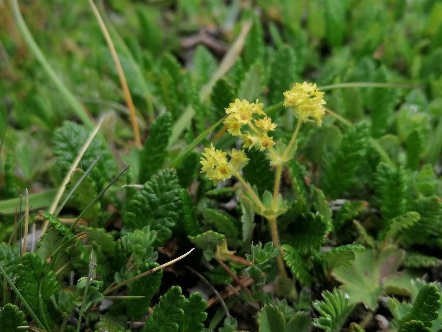 Alchemilla fissa flower