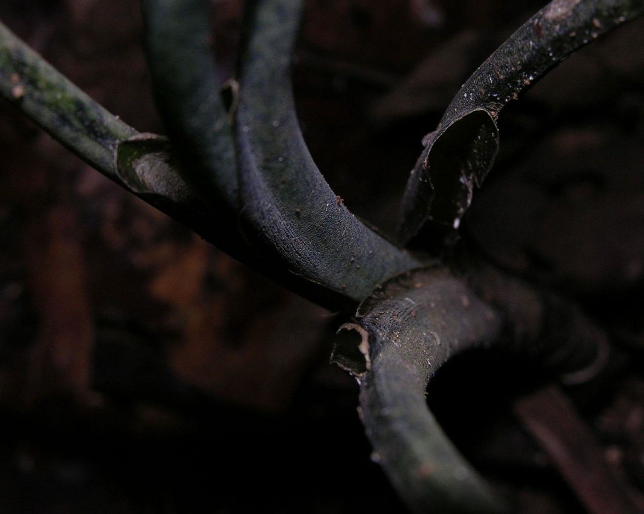 Dieffenbachia beachiana other