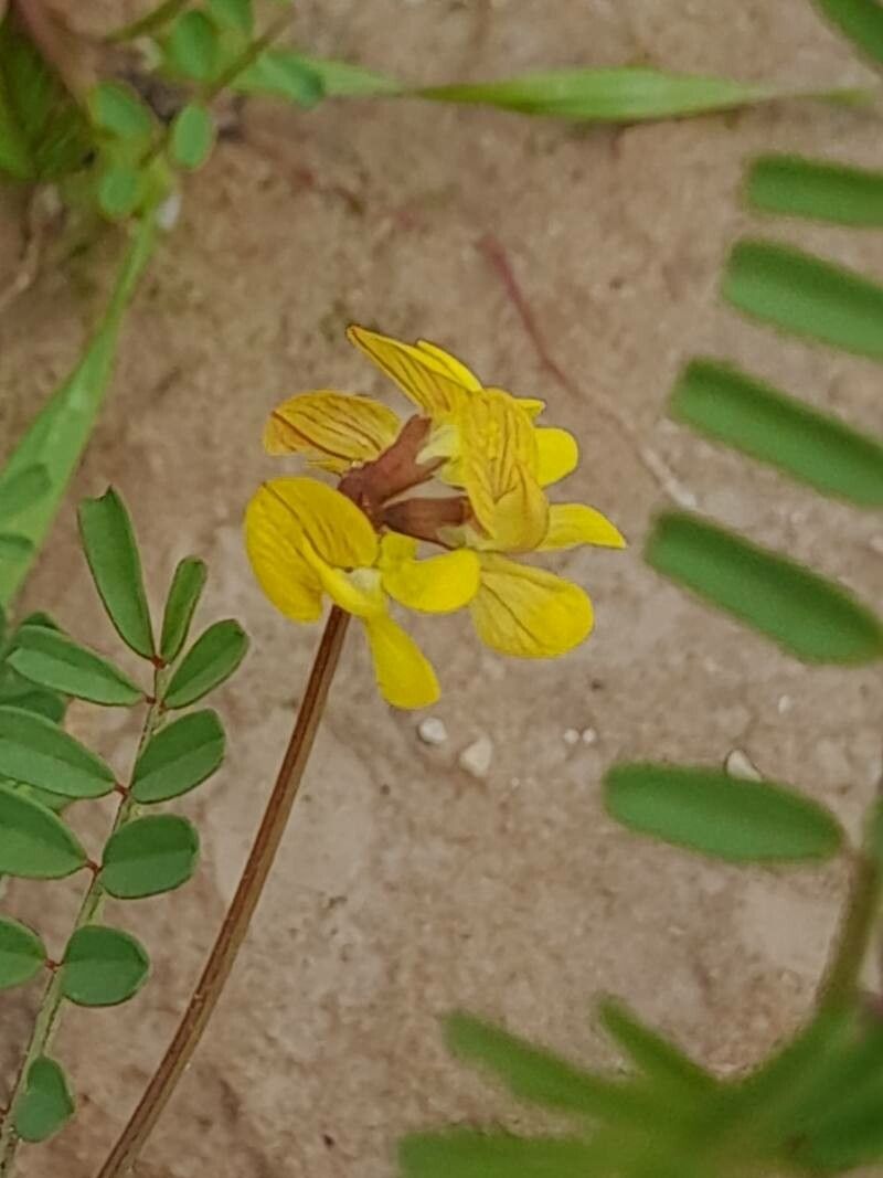 Hippocrepis areolata flower