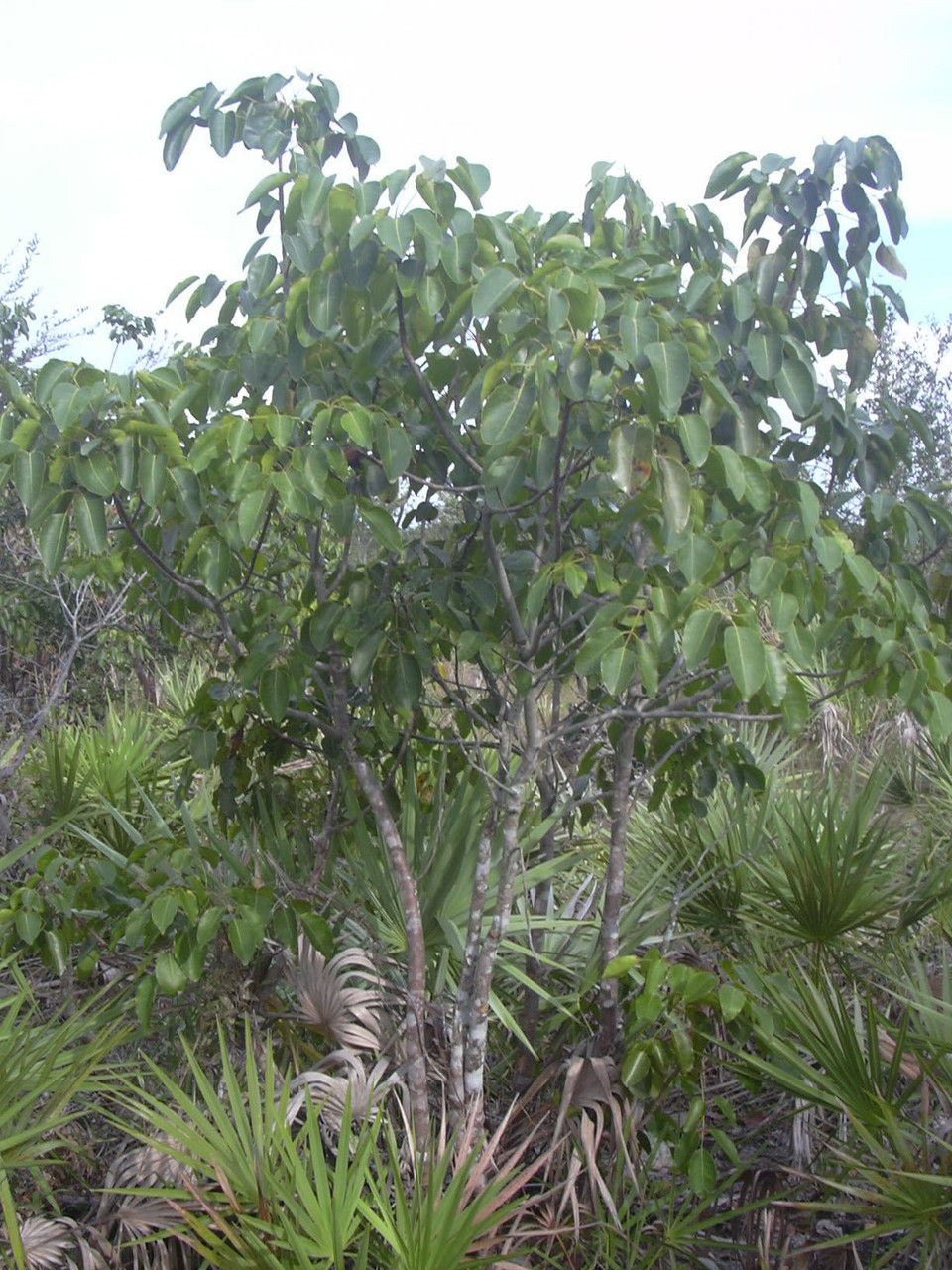 Metopium toxiferum habit