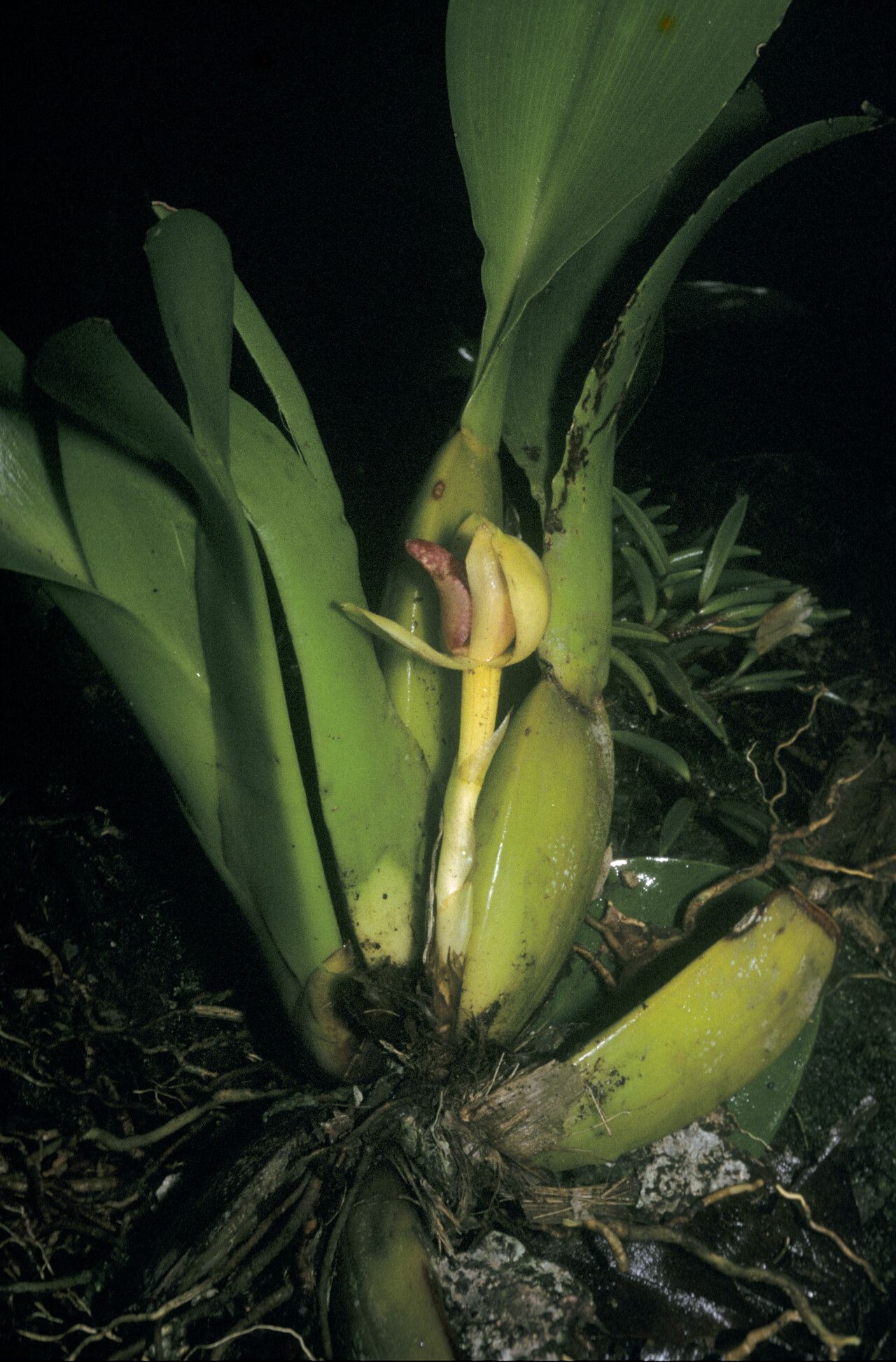 Maxillaria violaceopunctata flower