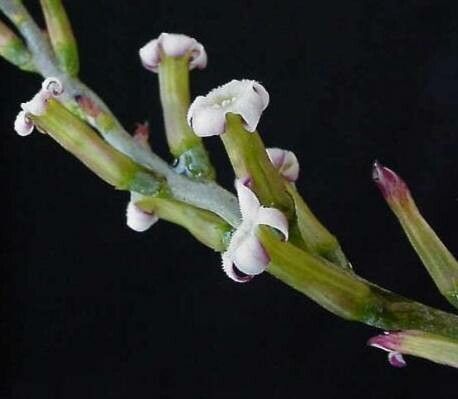 Adromischus inamoenus flower