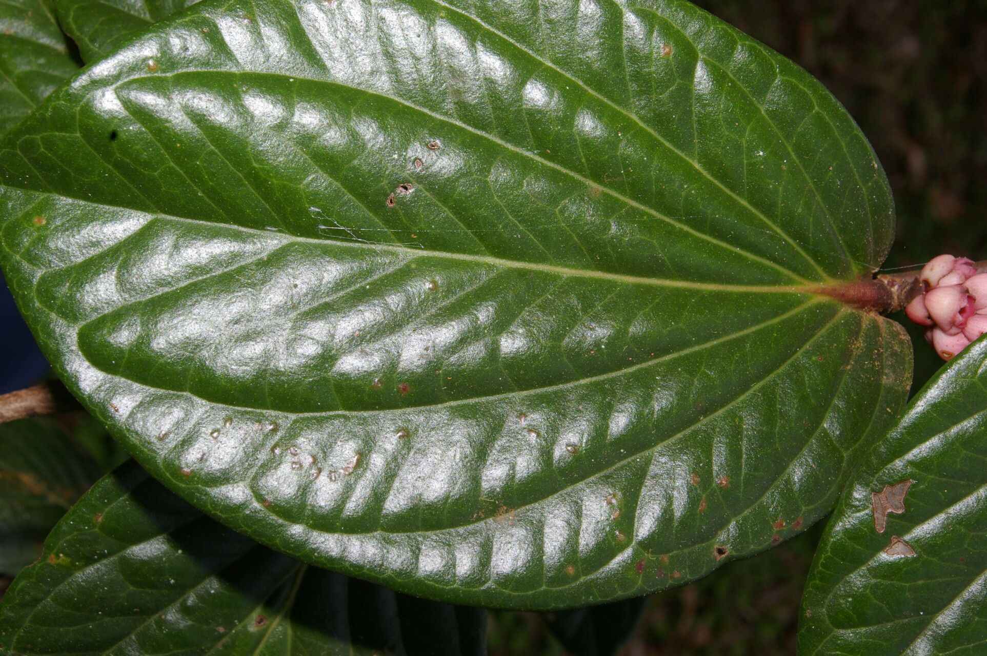 Cavendishia axillaris leaf