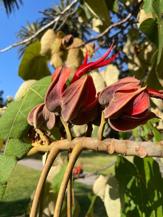 Chiranthodendron pentadactylon flower