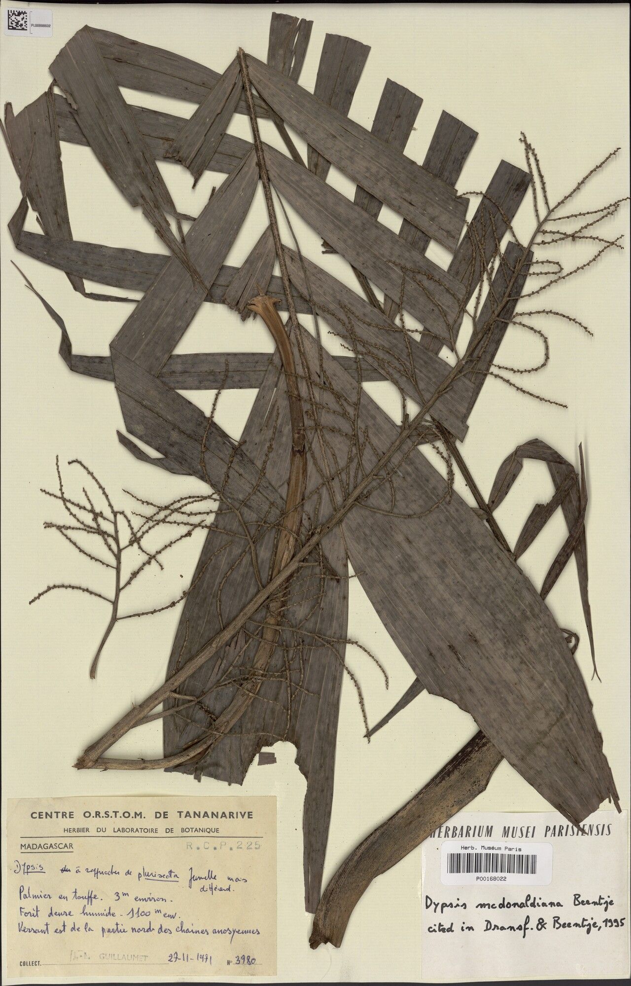 Dypsis plurisecta — houseplant care guide