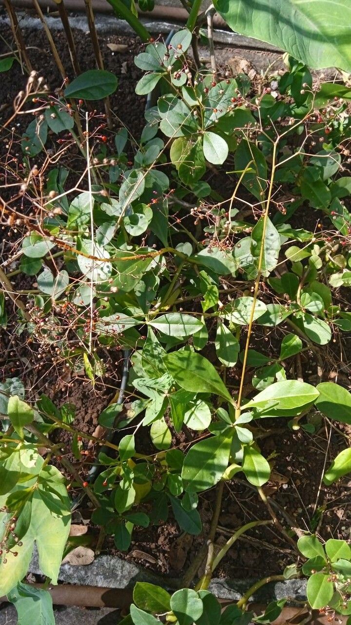 Portulaca brevifolia flower