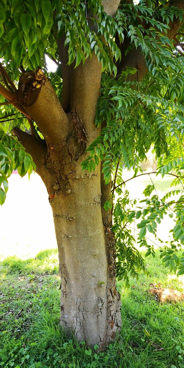 Erythrophleum fordii bark