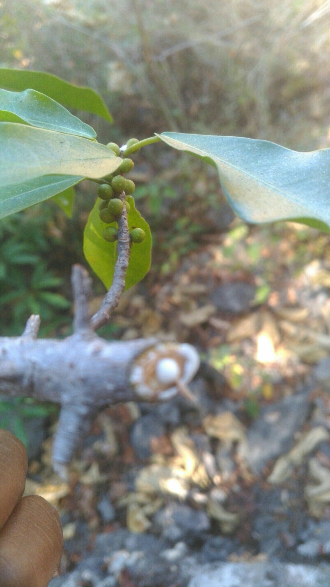 Ficus antandronarum leaf