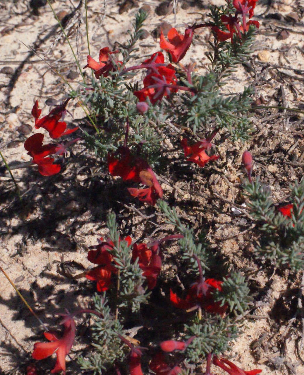 Lechenaultia hirsuta habit