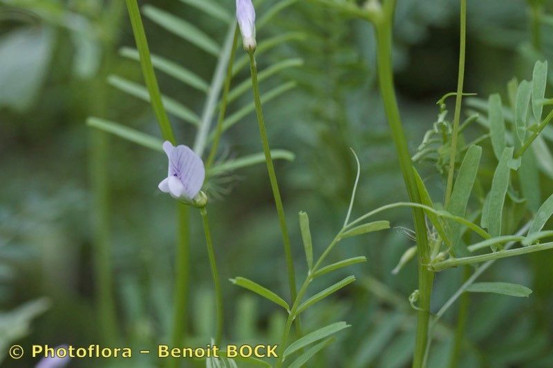 Vicia articulata other