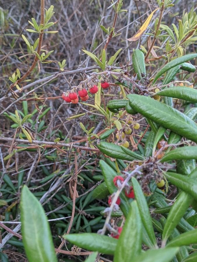 Comarostaphylis diversifolia fruit