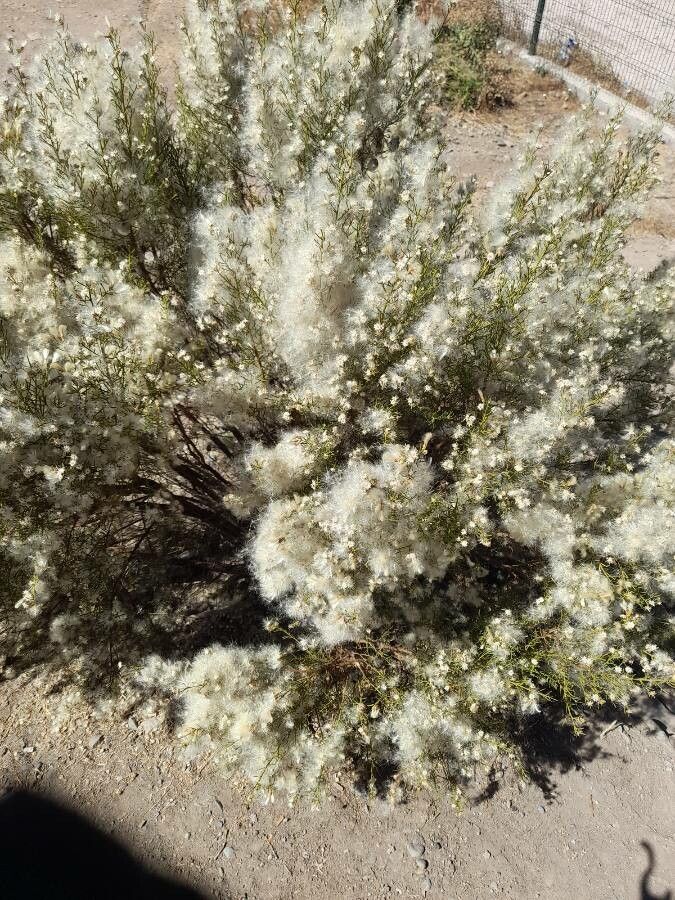 Baccharis linearis — search result for 'Baccharis'