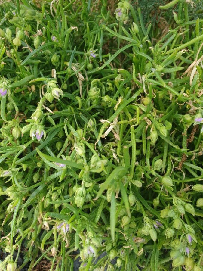 Spergularia marina — search result for 'Caryophyllaceae'