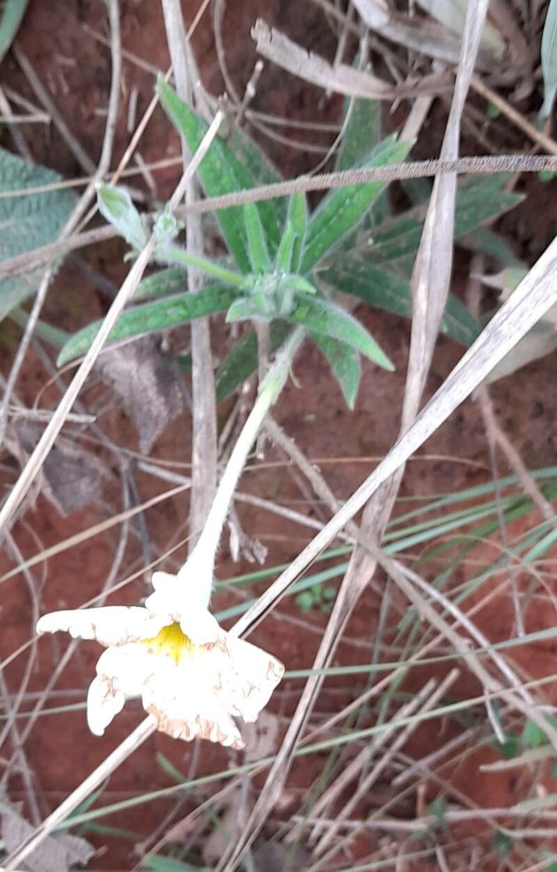 Mandevilla virescens habit