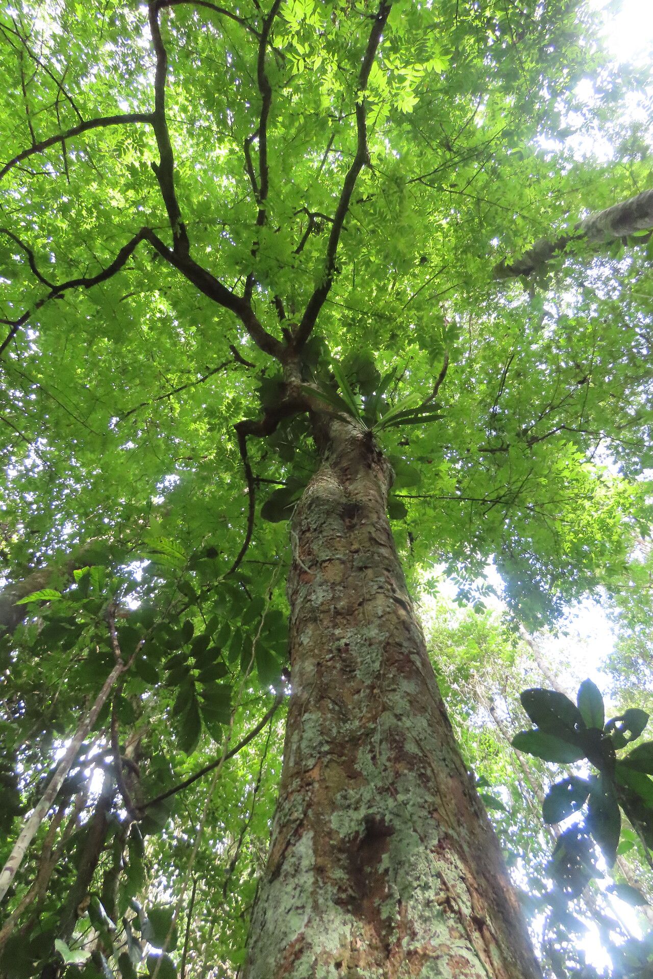 Cojoba catenata habit