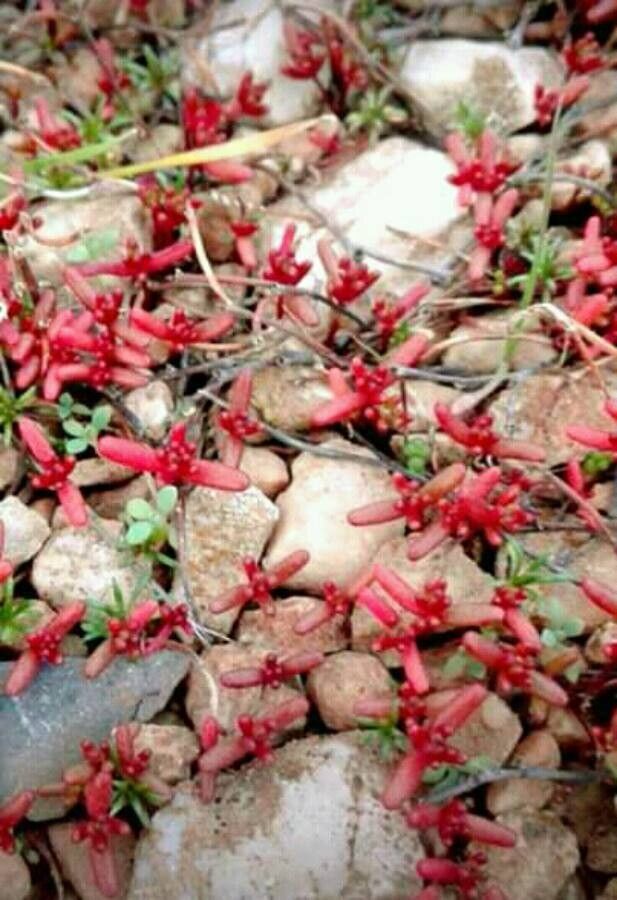 Sedum caeruleum leaf