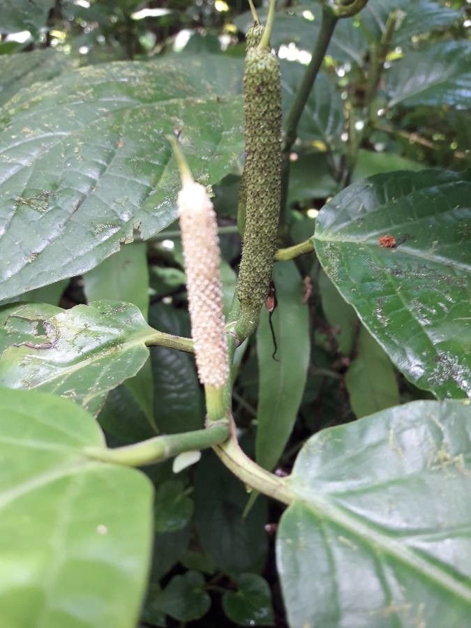 Piper dilatatum flower