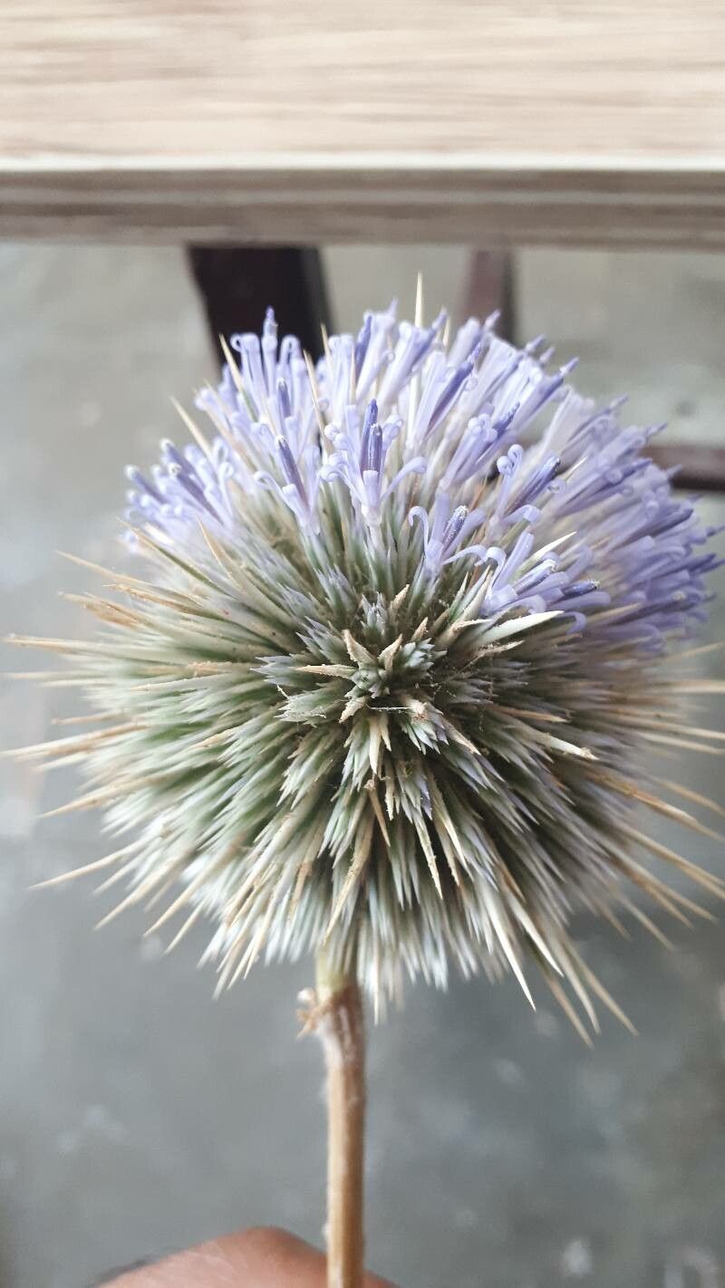 Echinops spinosissimus leaf