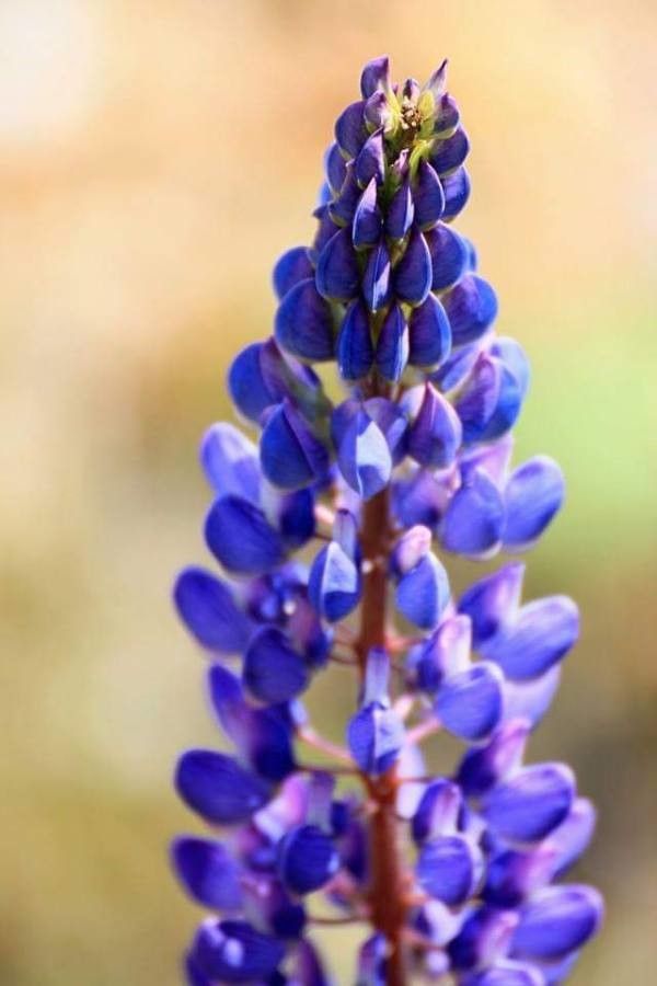 Lupinus nanus — search result for 'Lupinus'