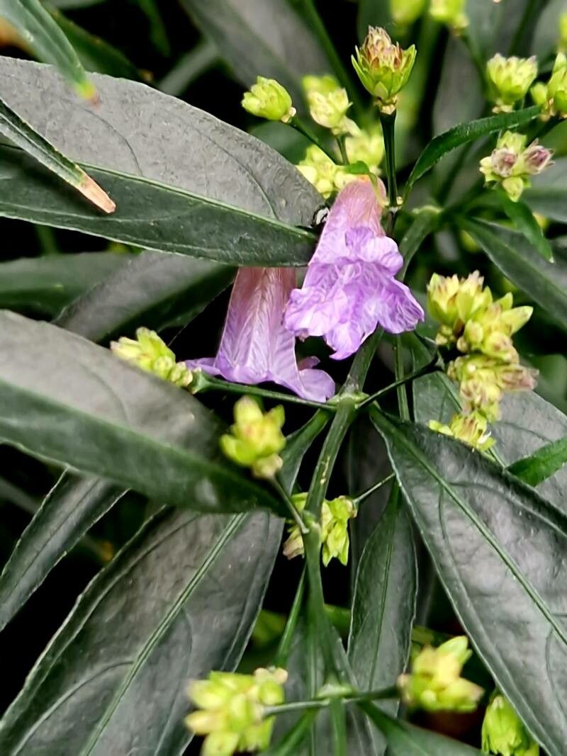 Strobilanthes anisophylla — related species from the same genus
