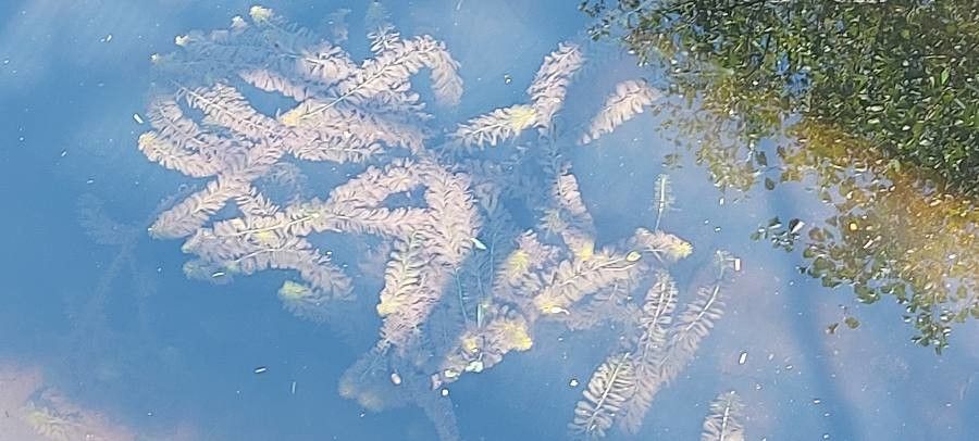 Elodea canadensis — related species from the same genus