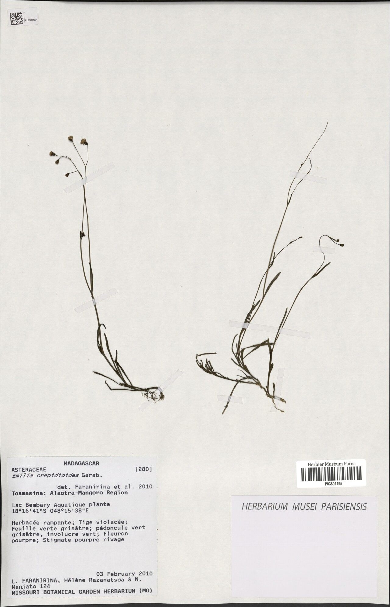 Emilia crepidioides — houseplant care guide