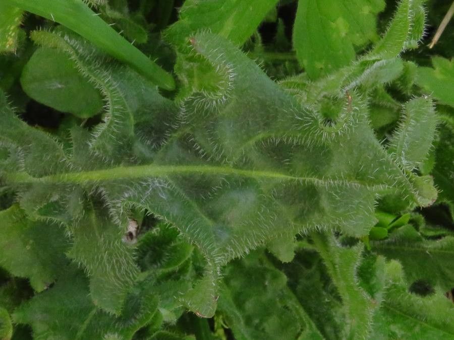 Hypochaeris radicata leaf