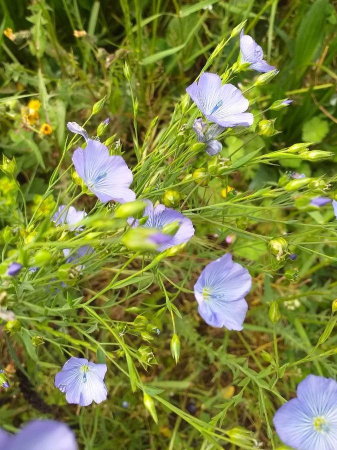 Linum usitatissimum flower
