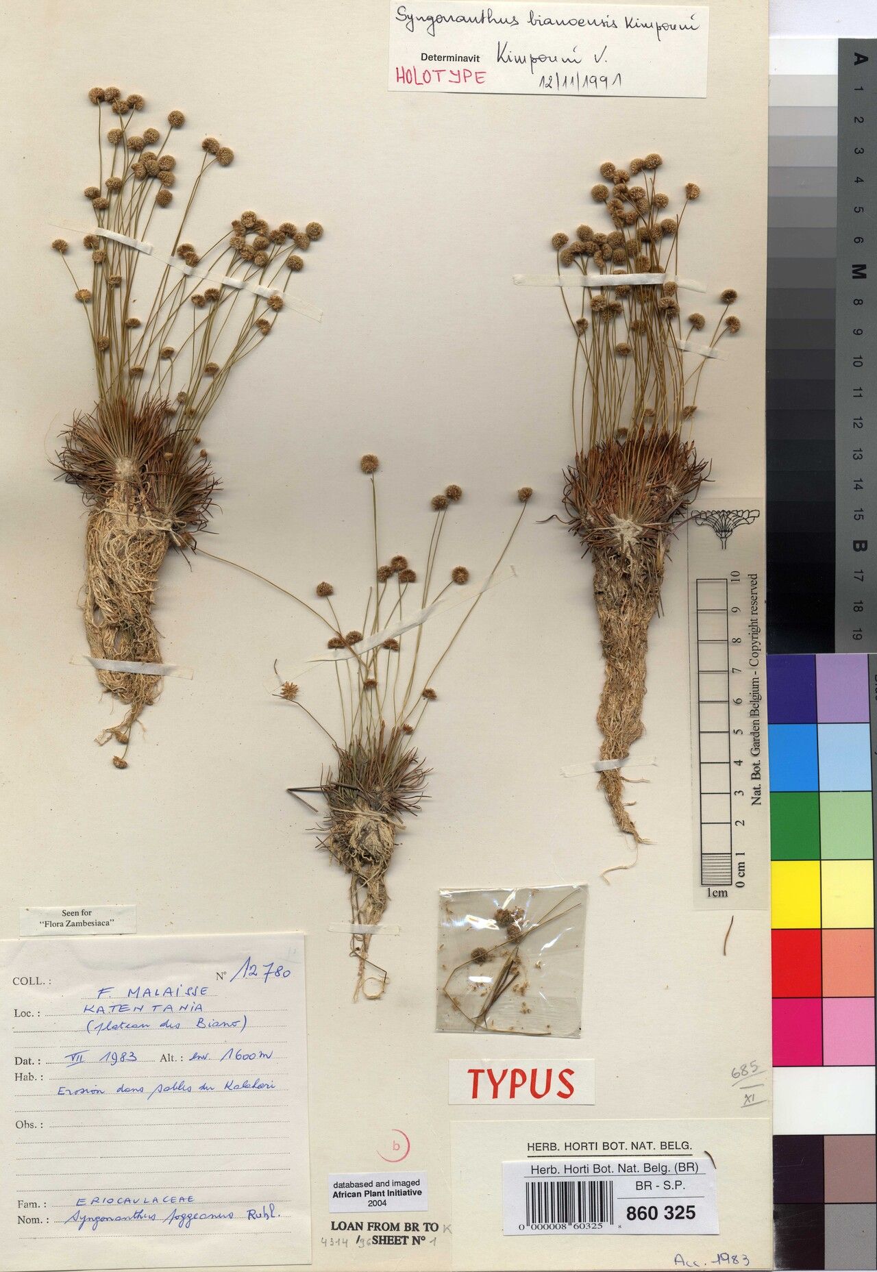 Syngonanthus bianoensis — related species from the same genus