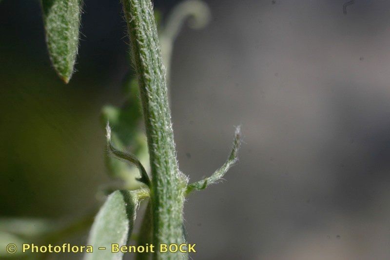 Vicia vicioides bark