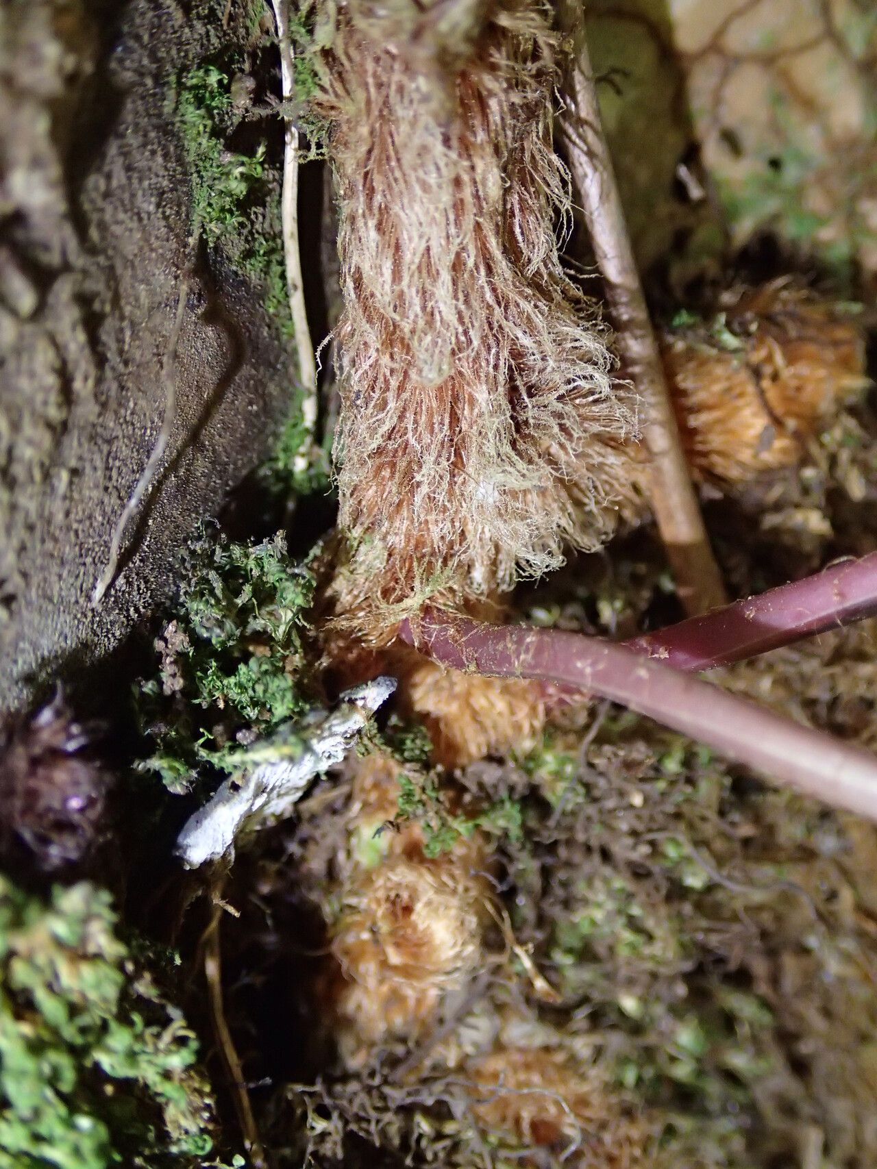 Davallia chaerophylloides other