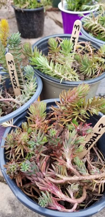 Sedum hispanicum leaf