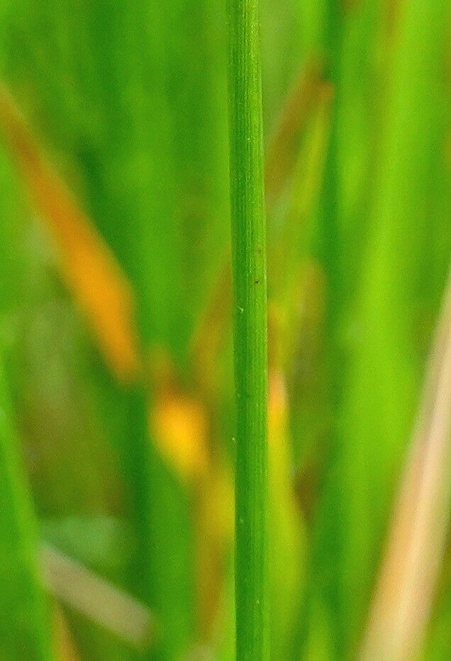 Eleocharis uniglumis bark