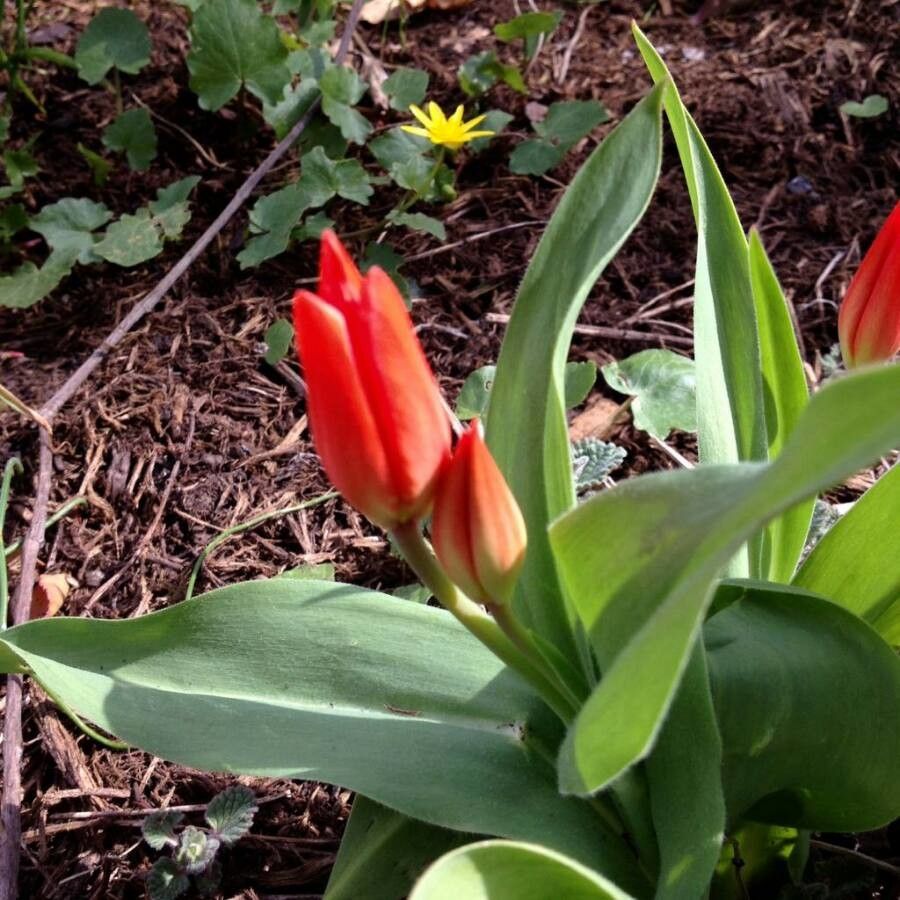 Tulipa agenensis flower